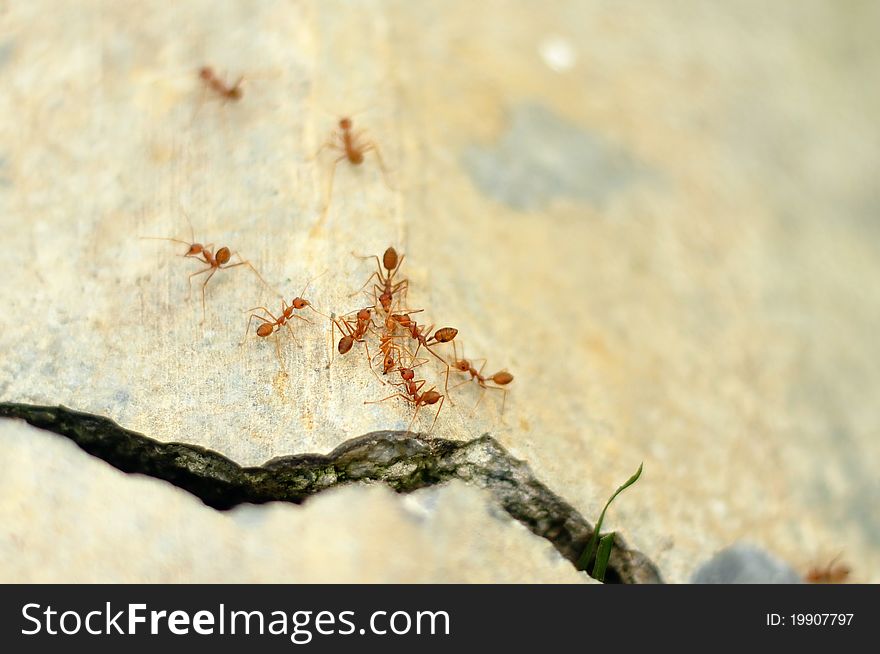 Image of Weaver Ants (Ocoephylla smaradgina) on concrete