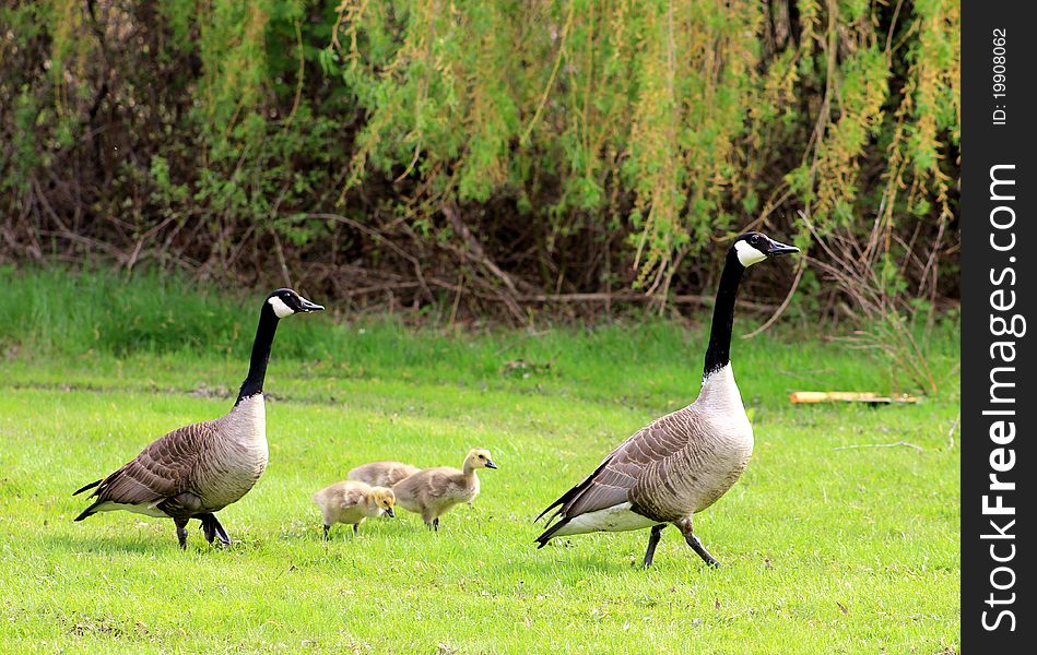 Geese parents and goslings on the walk. Geese parents and goslings on the walk