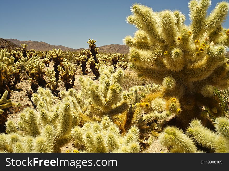 Joshua Tree National Park Cactus Garden