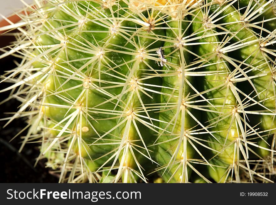 A close up look at the top of a cactus plant. A close up look at the top of a cactus plant.
