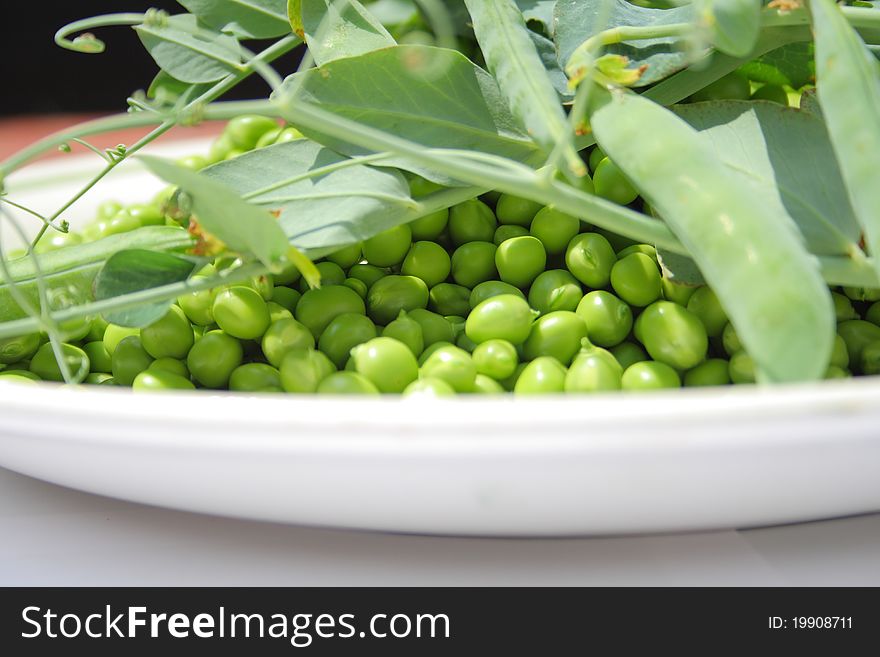 Green peas with plant on a plate