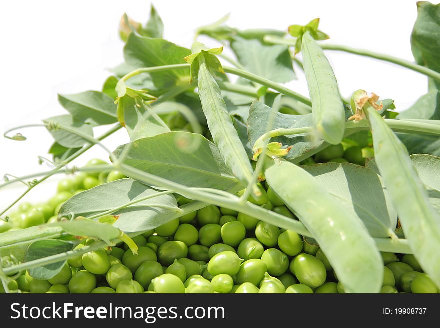 Green peas with plant on white background
