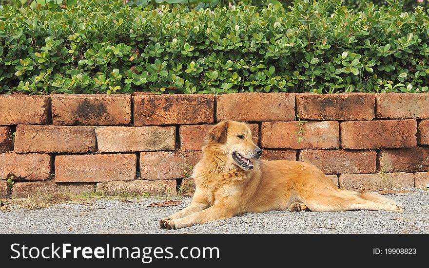 Thai dog lying on a ground facing away from camera