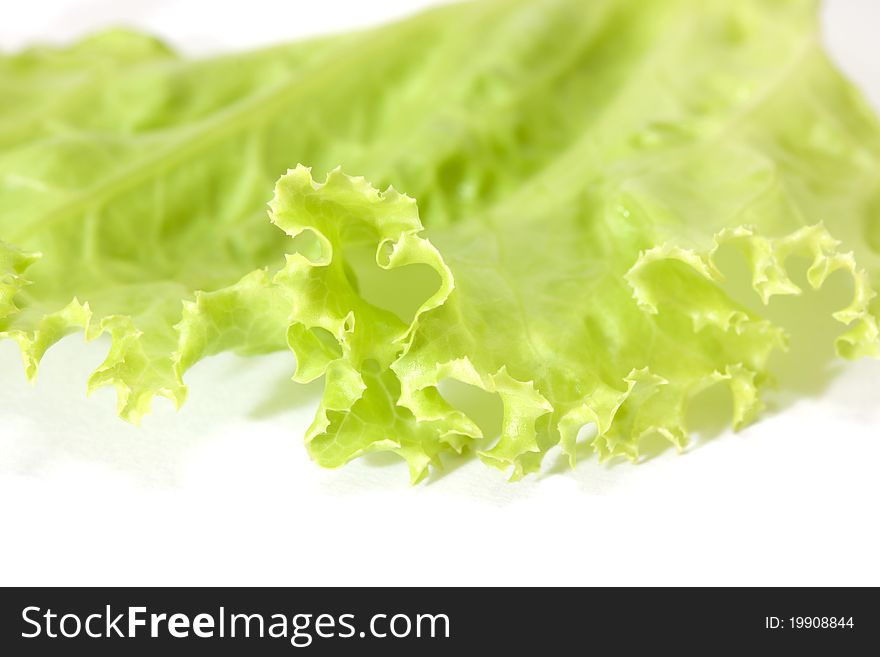 Lettuce, salad vegetable on natural