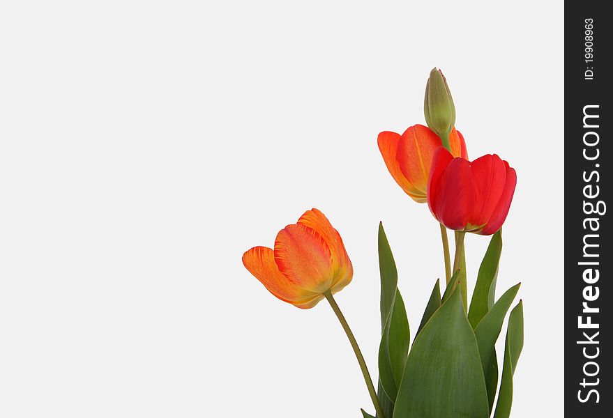 Red tulips isolated on white background. Red tulips isolated on white background