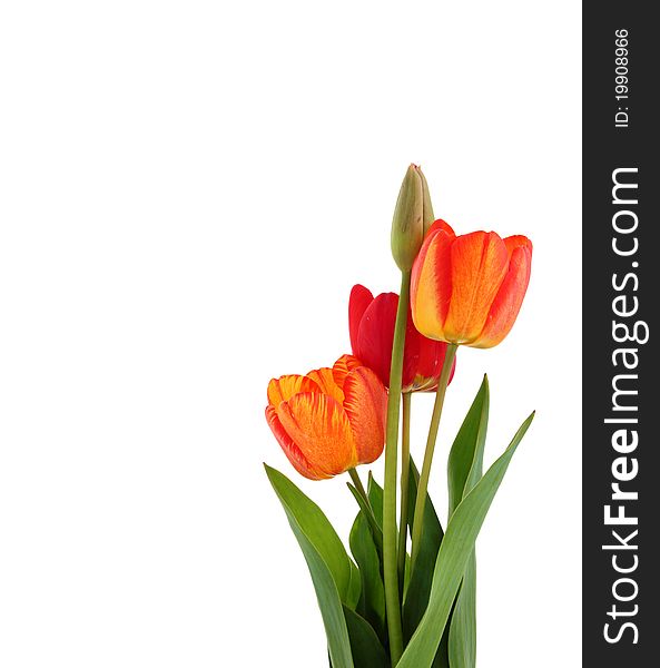 Tulips On White