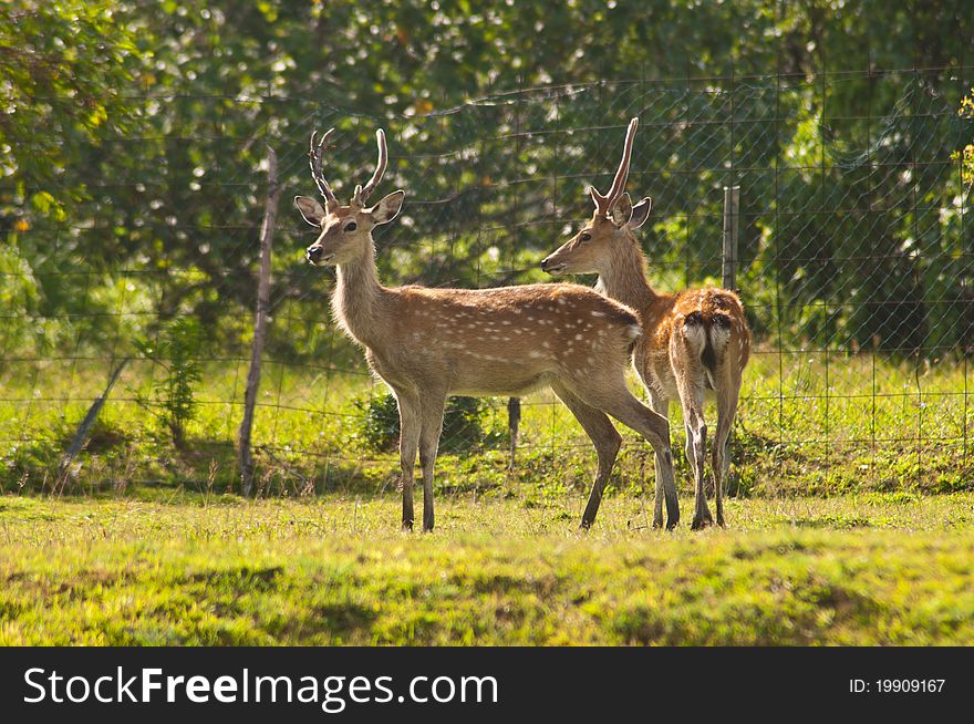 Deers family in farm with sunshine day. Deers family in farm with sunshine day