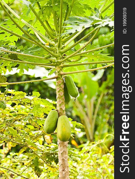 Green papaya on tree after raining. Green papaya on tree after raining