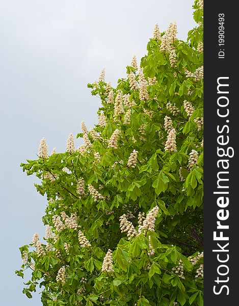 Flowers of white chestnut tree on sky