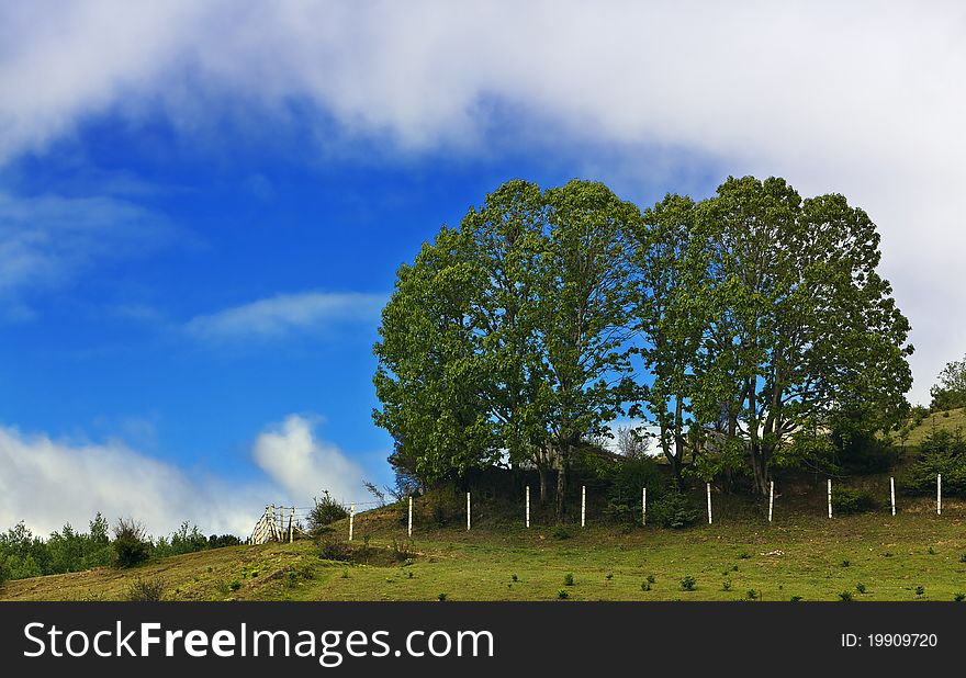 Rural landscape with lush green fields.