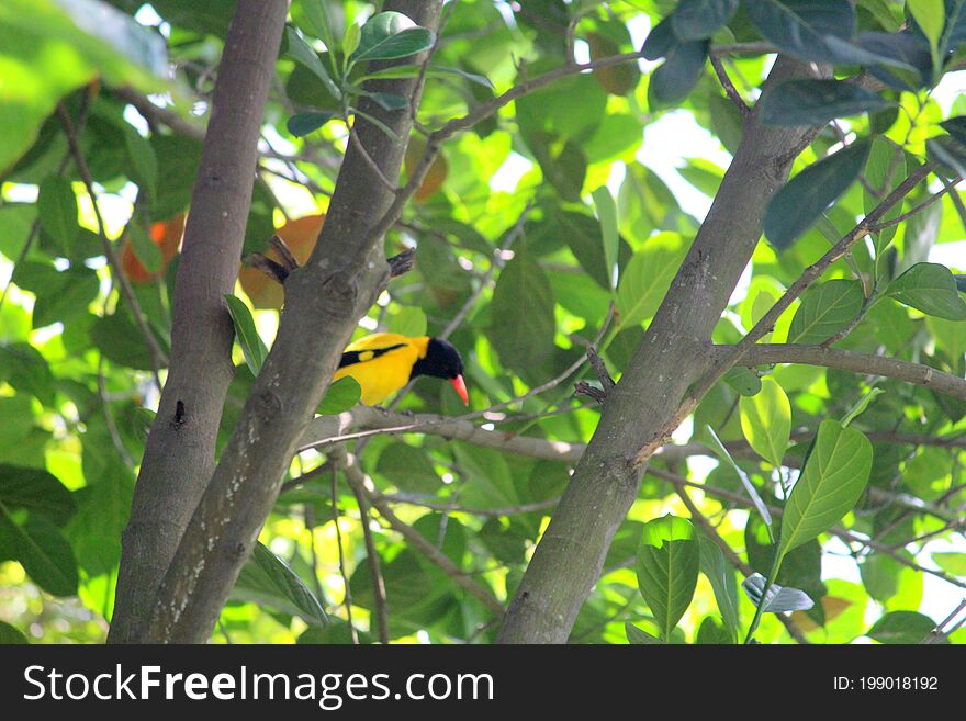 Beautiful birds, Plant beauty in Nature outdoors