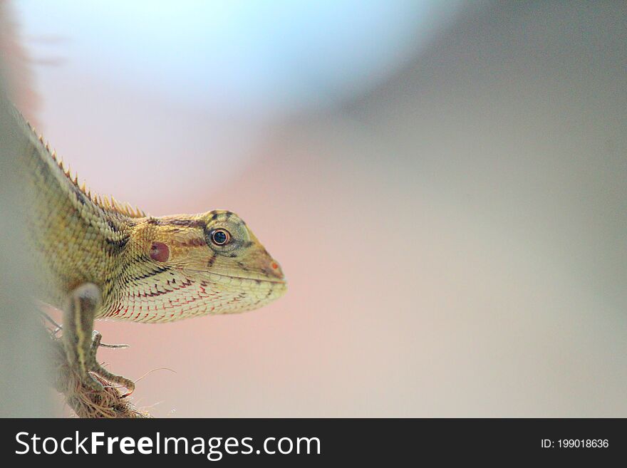 Garden Lizard looking to the camera, Bluer background photo