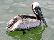 A Brown Pelican Royalty Free Stock Photos A Brown Pelican Royalty Free Stock Photos