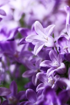 Campanula Bellflowers Stock Image Campanula Bellflowers Stock Image