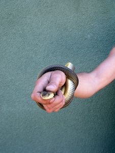 Snake Is In A Hand. Royalty Free Stock Photos