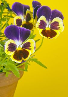 Purple Pansies In A Clay Pot Stock Photo Purple Pansies In A Clay Pot Stock Photo