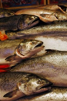Salmon For Sale Royalty Free Stock Photography Salmon For Sale Royalty Free Stock Photography