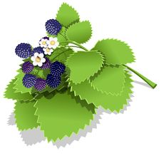 Blackberry Stock Images Blackberry Stock Images