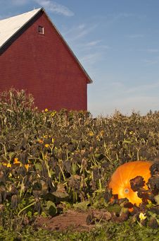 Pumpkin Patch Stock Image Pumpkin Patch Stock Image