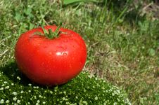 Fresh Tomato On A Green Grass Stock Image Fresh Tomato On A Green Grass Stock Image