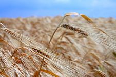 Yellow Wheat Field Royalty Free Stock Images Yellow Wheat Field Royalty Free Stock Images