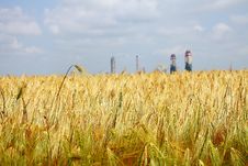 Yellow Wheat Field Stock Photo Yellow Wheat Field Stock Photo