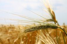 Yellow Wheat Field Stock Photo Yellow Wheat Field Stock Photo