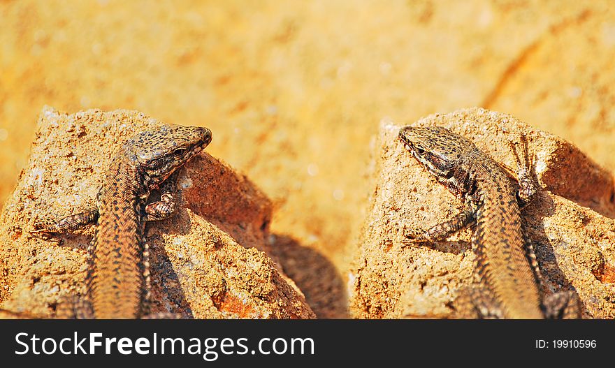 Brown lizard in mirror image. Brown lizard in mirror image