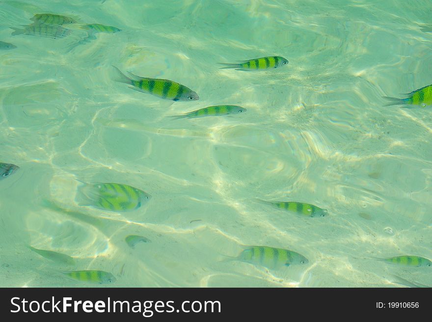 Several fishes swimming in the sea, Thailand