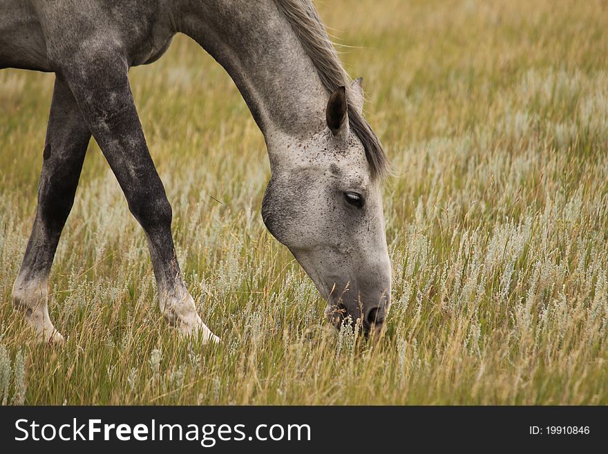 Profile portrait of horse grazing on short grasses