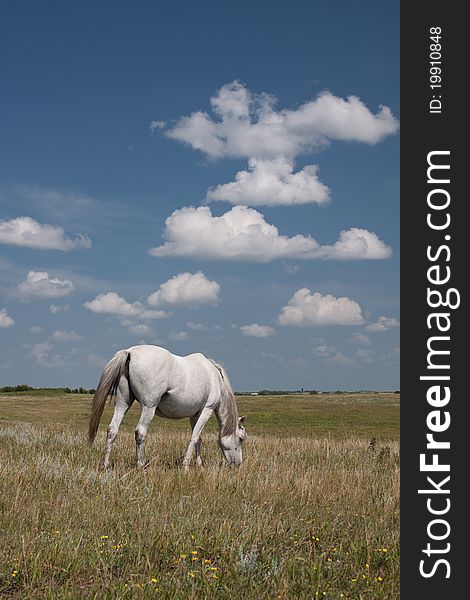 Horse grazing in field under blue sky filled with clouds. Horse grazing in field under blue sky filled with clouds
