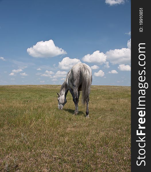 Back with of horse in a field grazing under a blue sky with clods. Back with of horse in a field grazing under a blue sky with clods