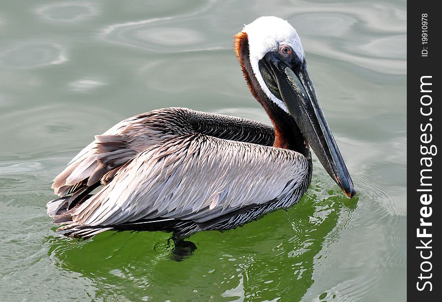 A brown pelican (genus Pelecanus) floating in water