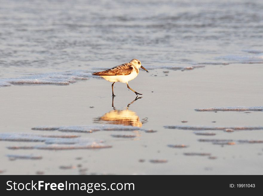 A Sandpiper finding food on the beach