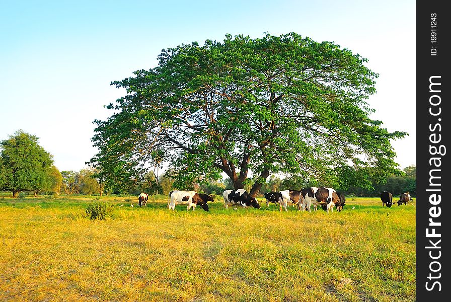 Herd of cows feeding on grass