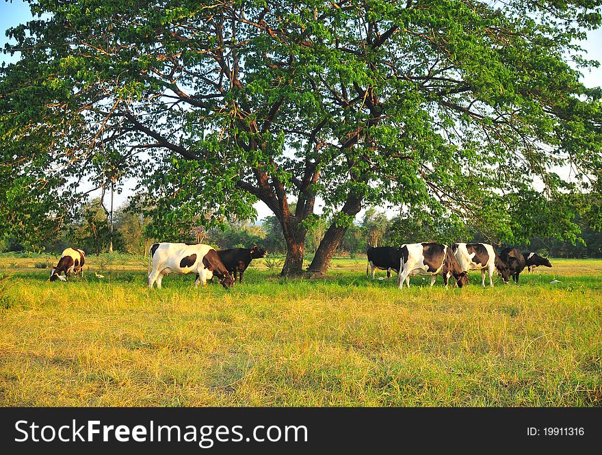 Herd of cows feeding on grass