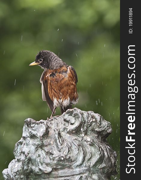 North American Robin (Turdus migratorius) perched and shaking itself off after bath. North American Robin (Turdus migratorius) perched and shaking itself off after bath