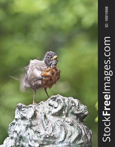 North American Robin (Turdus migratorius) perched and shaking itself off after bath. North American Robin (Turdus migratorius) perched and shaking itself off after bath