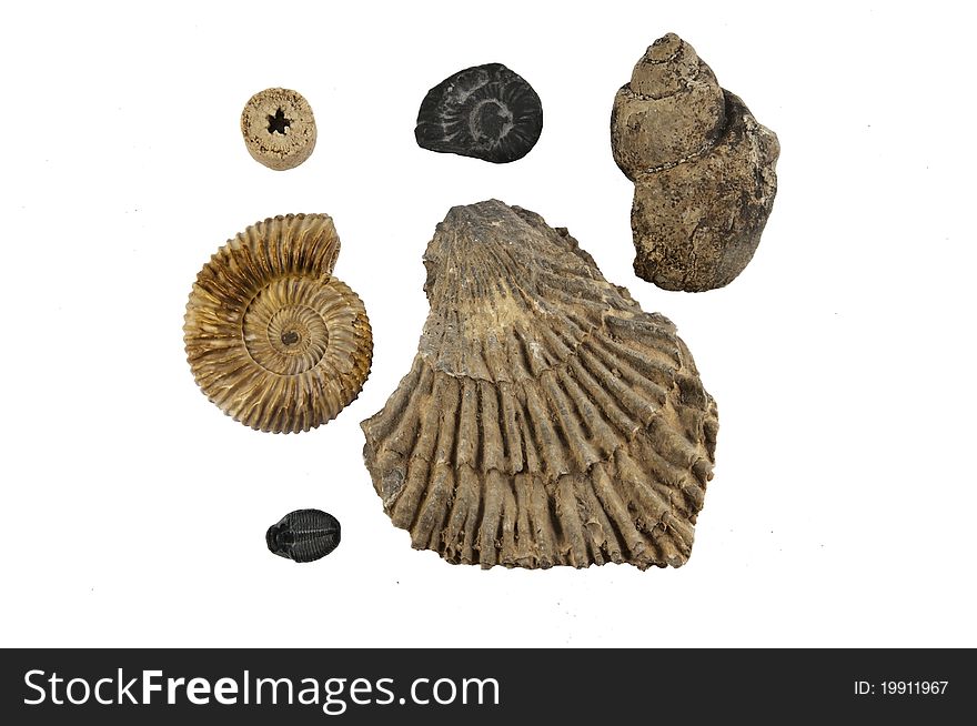 5 fossilized shells and one fossil coral on white isolated background