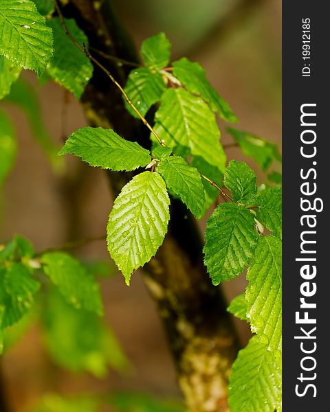 Beautiful forest detail, with hornbeam leaves