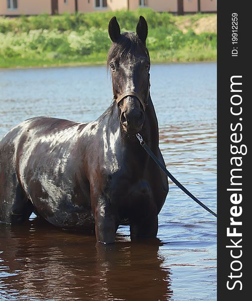 Black mare in water outdoor sunny day