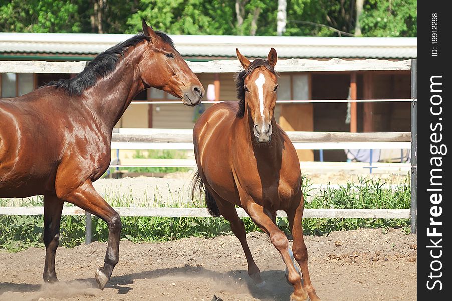 Couple of plaeing horse outdoor sunny day