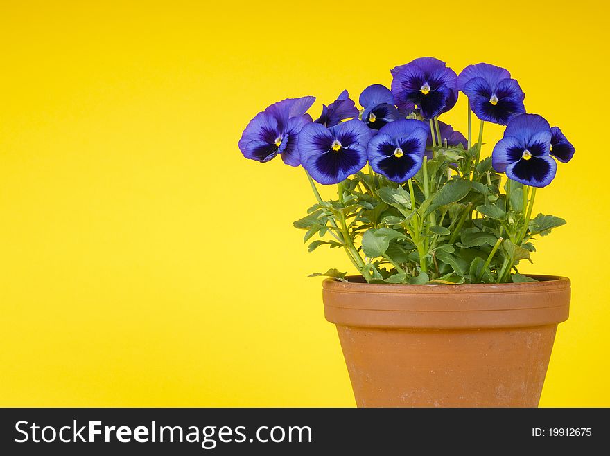 Bunch of cute purple pansies in a clay pot against yellow background.