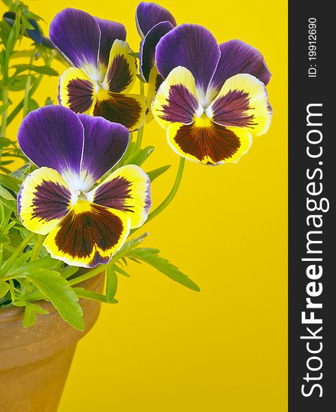Purple Pansies In A Clay Pot