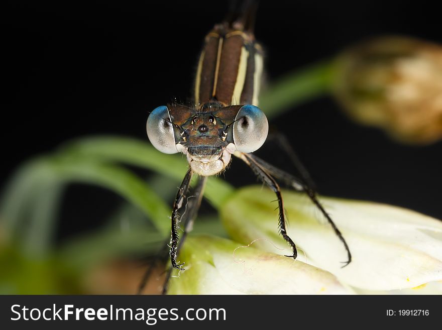 Damselfly on a flower