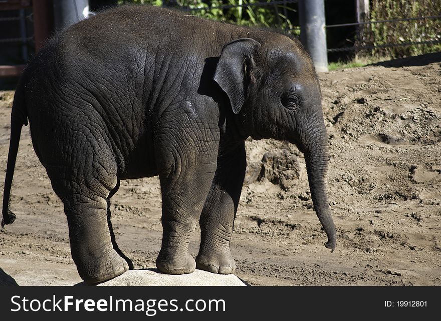 Picture of Baby Elephant taken at the Melbourne Zoo
