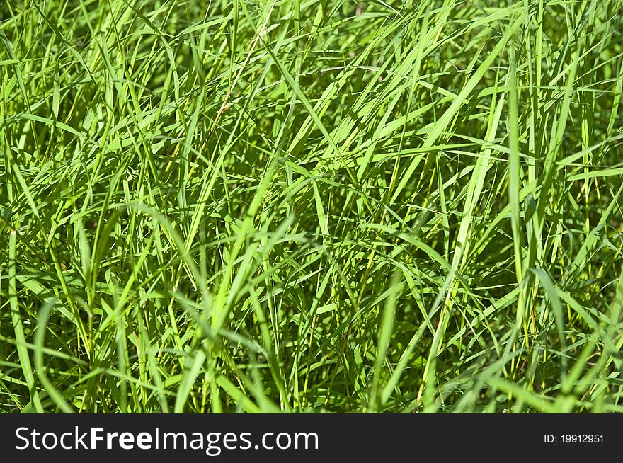 Green grass on the lawn, good for background