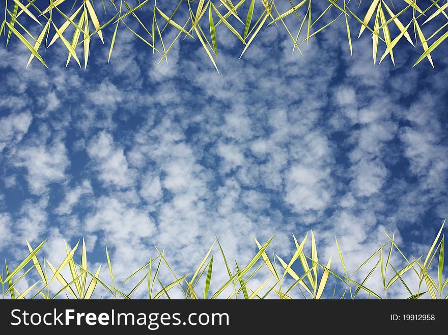 Bamboo leaves with sky background