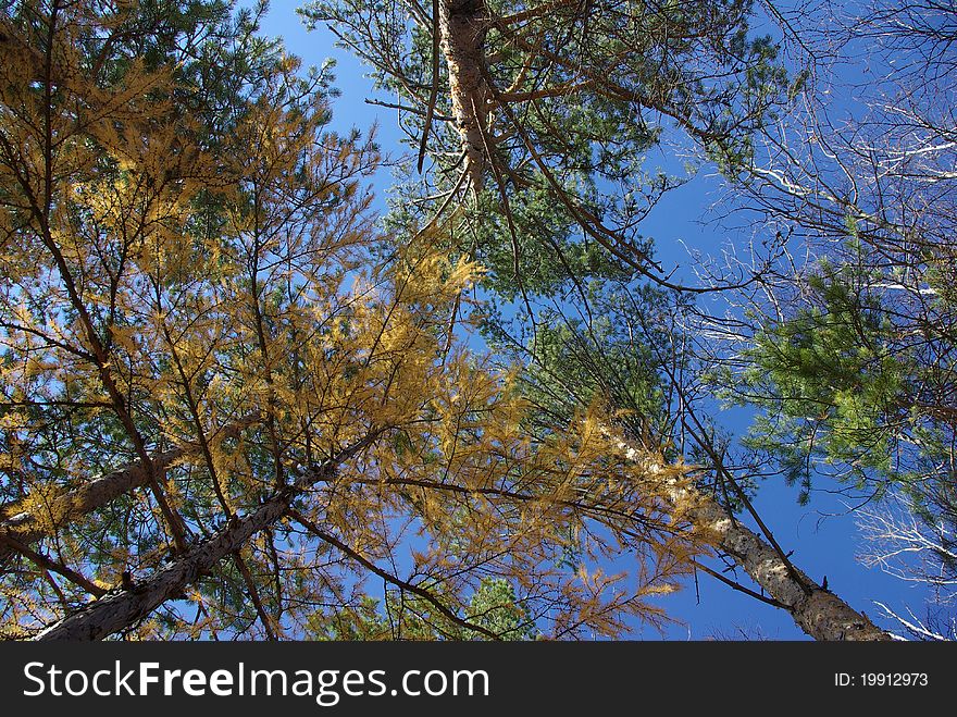 Forest in Autumn, yellow tree and blue sky, north China