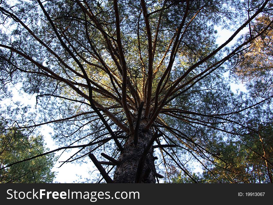 Tree in Autumn, yellow tree and blue sky, north China